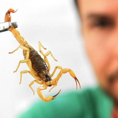 Ministério da Saúde faz alerta: aumentam os casos de acidentes envolvendo escorpião durante o verão