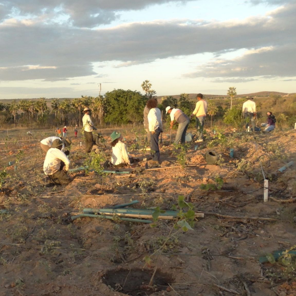 Caatinga: Mapa de restauração visa frear desmatamento
