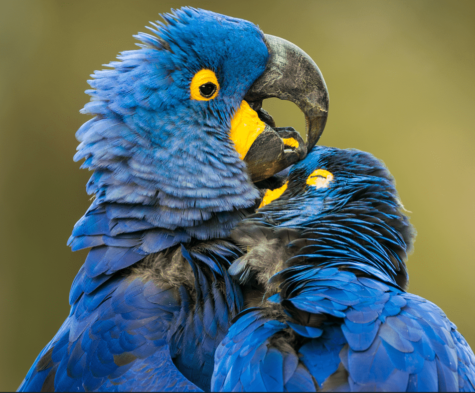 Embratur promove Pantanal em campanha com a National Geographic